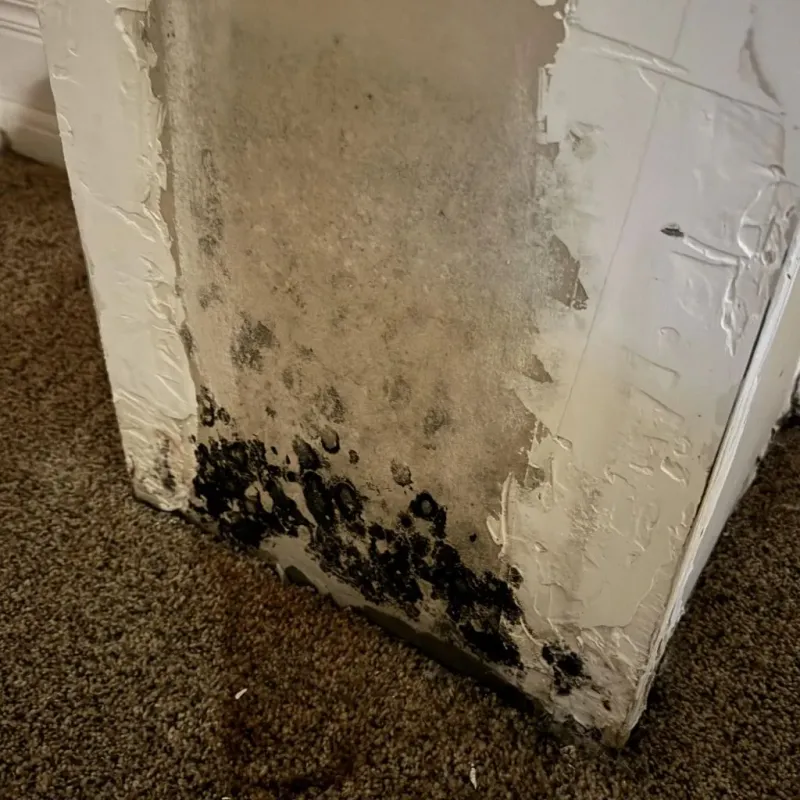 Professional Mold Removal in Charlotte, TX